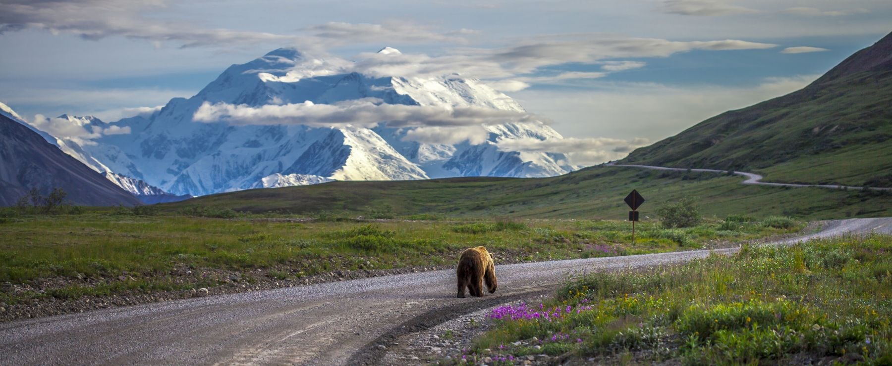 bear with mountain landscape