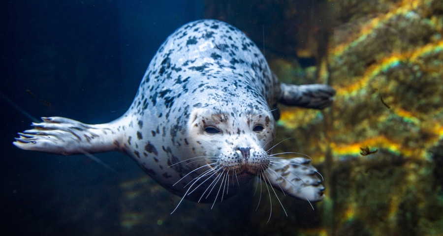 seal