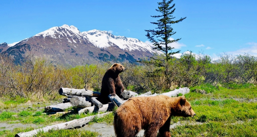 bears in the wild