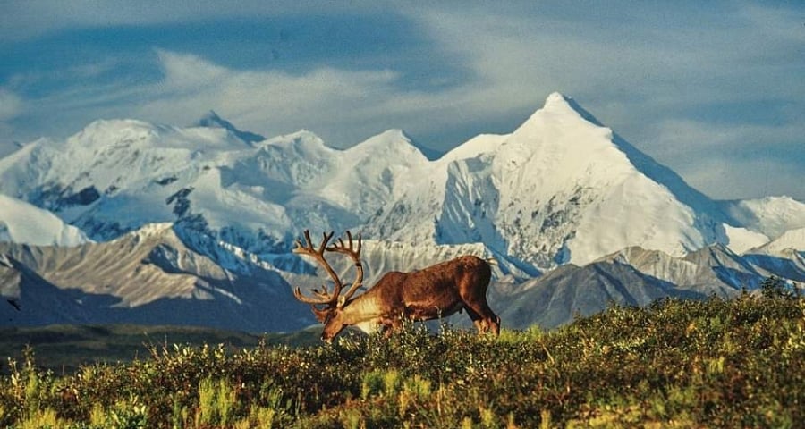 Caribou with mountains in the background