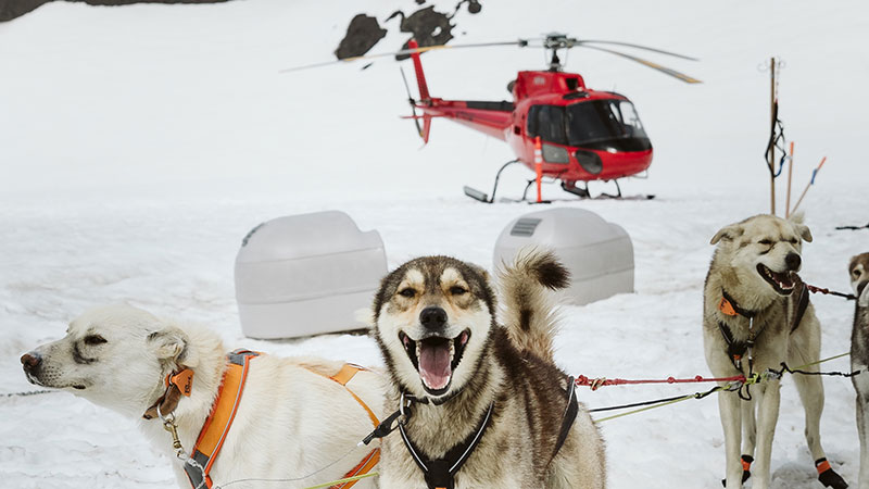 Dogs with helicopter in background
