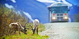 caribou eating with train in the background