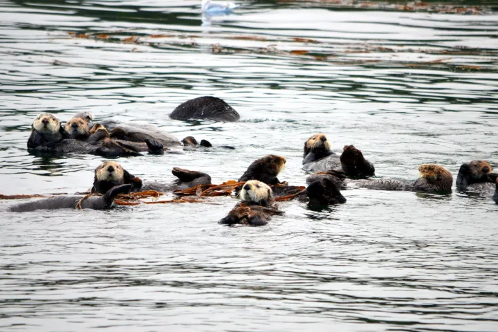 seals