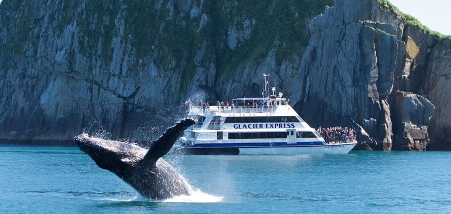 whale jumping out of water with boat in the background