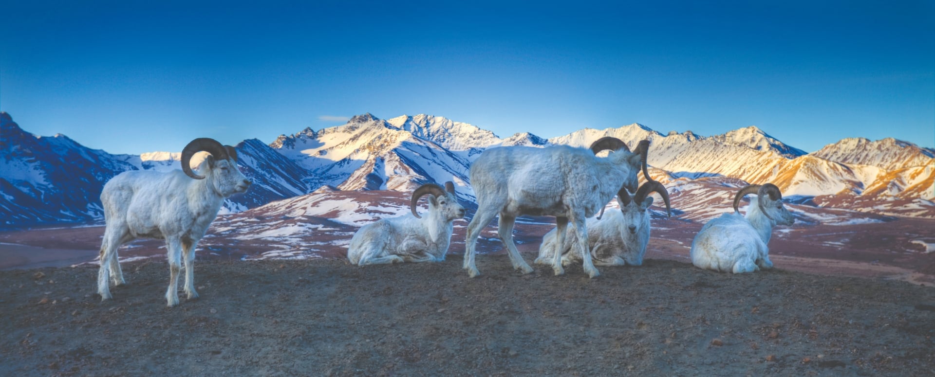 photo of goats