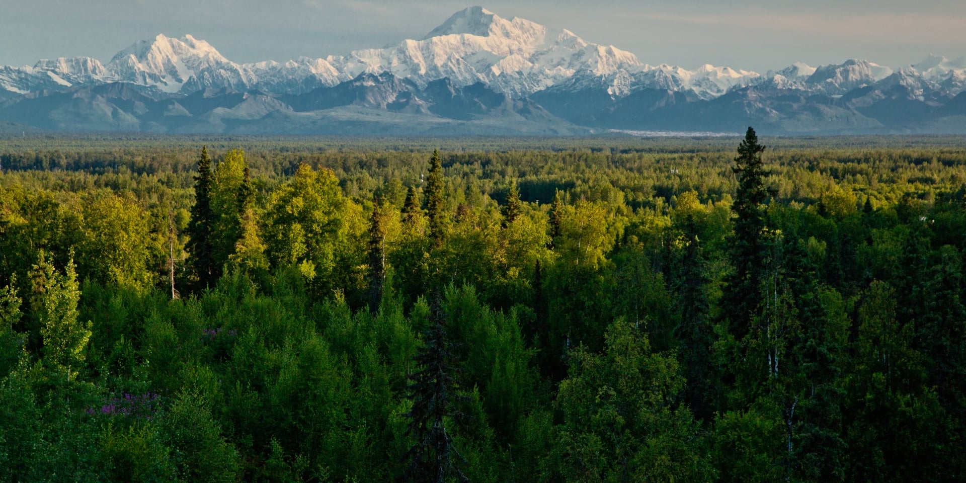 mountains in the background, trees in the foreground