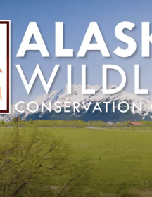 Alaska Wildlife Conservation Center