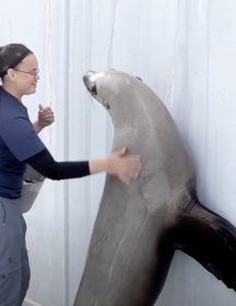 woman with a seal